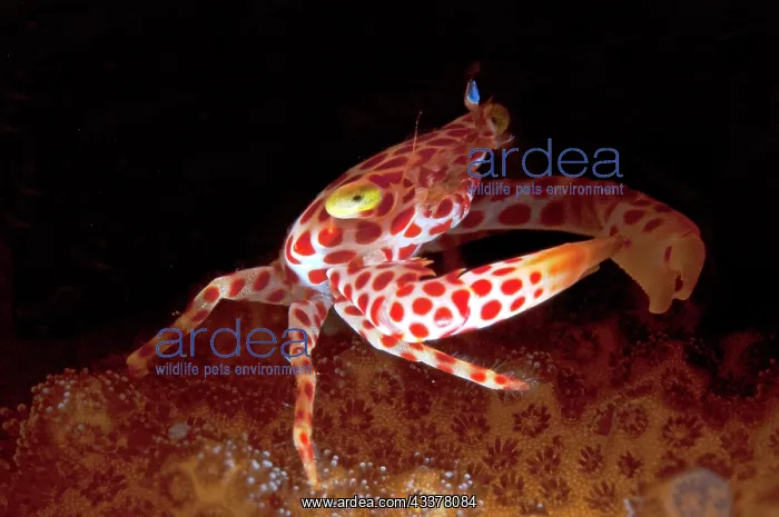 : Red-spotted Guard Crab : Red-spotted Guard Crab