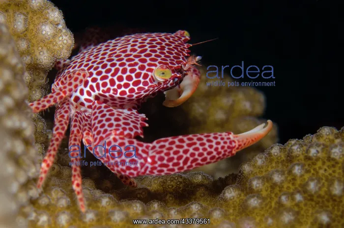 : Red-spotted Guard Crab : Red-spotted Guard Crab
