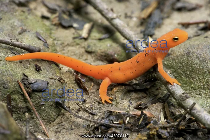 : Red-spotted Newt : Red-spotted Newt