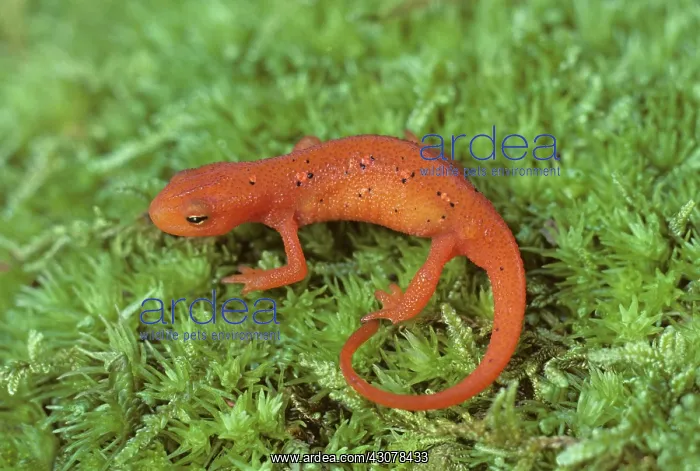 : Red Spotted Newt : Red Spotted Newt