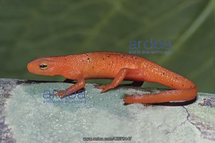 : Red Spotted Newt : Red Spotted Newt
