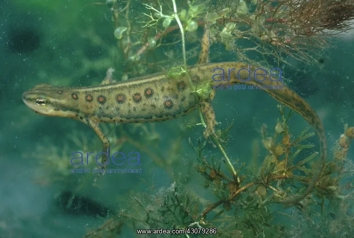 : Red-spotted Newt : Red-spotted Newt