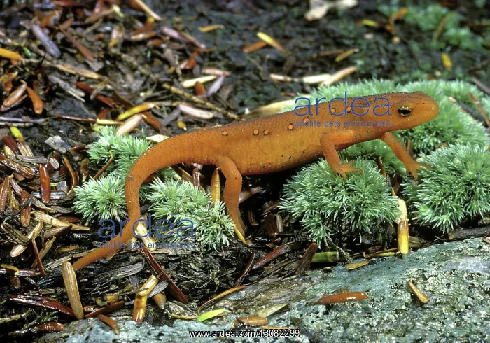 : Red-Spotted Newt : Red-Spotted Newt