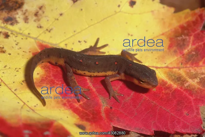 : Red-spotted Newt : Red-spotted Newt