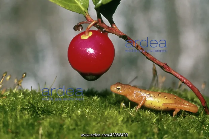 : Red Spotted Newt : Red Spotted Newt