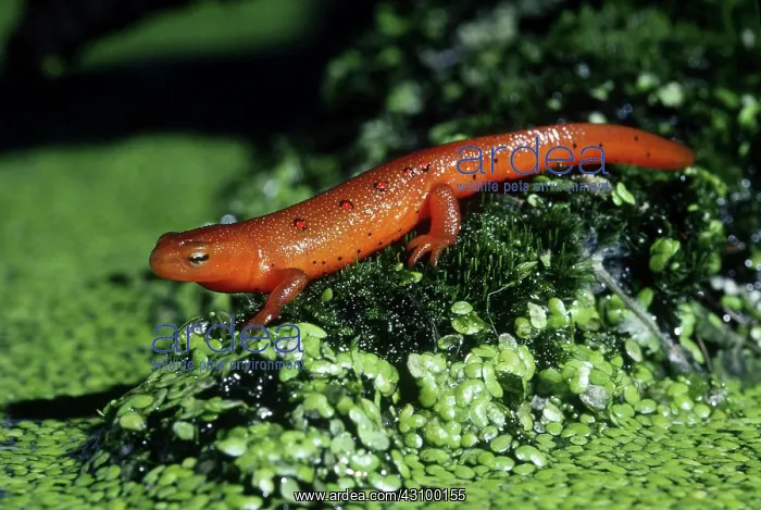 : Red-Spotted Newt : Red-Spotted Newt