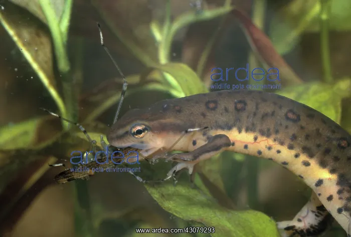 : Red-spotted Newt Eating Insect : Red-spotted Newt Eating Insect