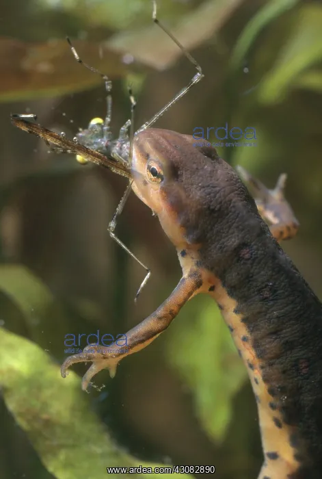 : Red-spotted Newt Eating Insect : Red-spotted Newt Eating Insect