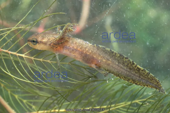 : Red-spotted Newt Larva : Red-spotted Newt Larva