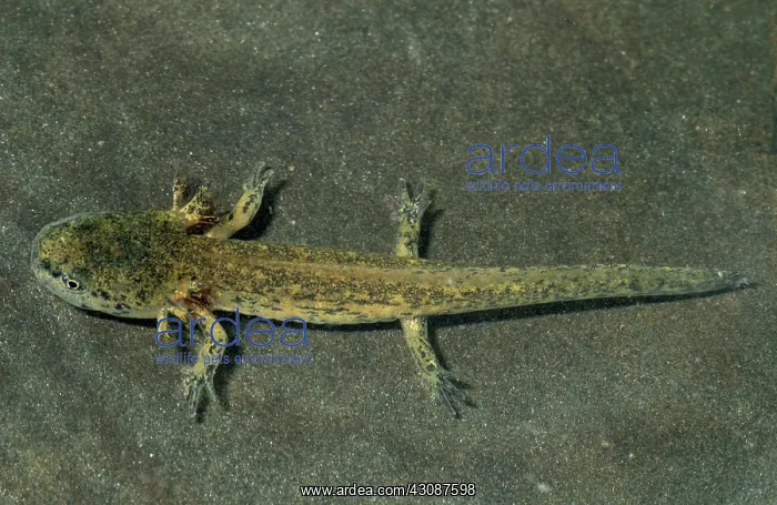 : Red-Spotted Newt Larva : Red-Spotted Newt Larva