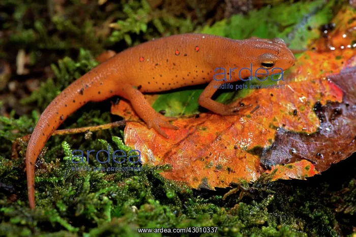 : Red-spotted newt Red eft (terrestrial phase) : Red-spotted newt Red eft (terrestrial phase)