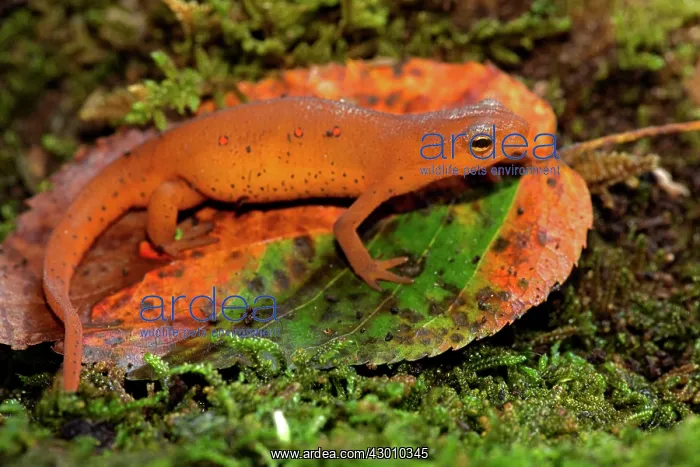 : Red-spotted newt Red eft (terrestrial phase) : Red-spotted newt Red eft (terrestrial phase)