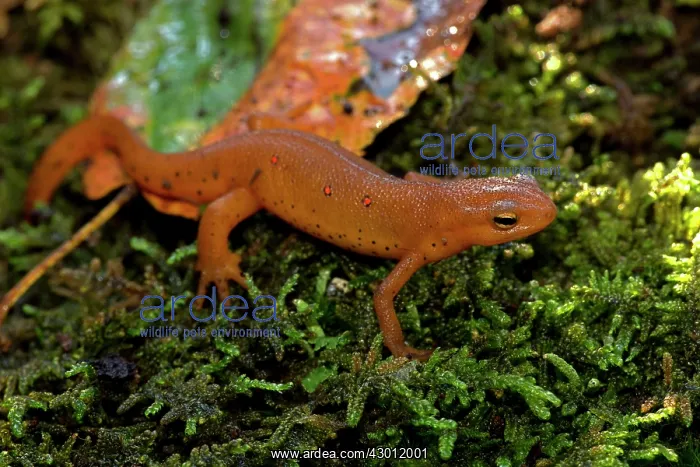 : Red-spotted Newt Red Eft (terrestrial phase) : Red-spotted Newt Red Eft (terrestrial phase)