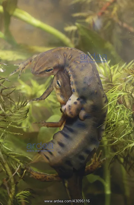 : Red-spotted Newts : Red-spotted Newts