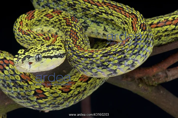 : Red spotted pitviper (Protobothrops jerdoni xanthomelas) : Red spotted pitviper (Protobothrops jerdoni xanthomelas)