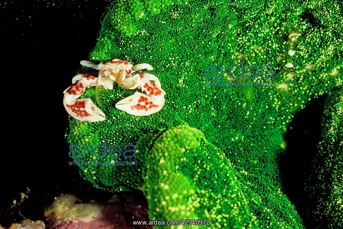  : Red-spotted porcelain crab on Adhesive sea anemone