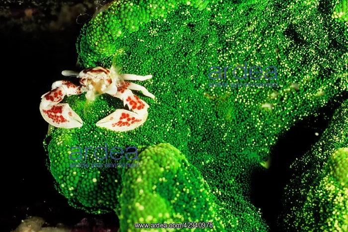 : Red-spotted porcelain crab on Adhesive sea anemone : Red-spotted porcelain crab on Adhesive sea anemone