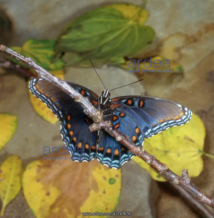  : Red-spotted Purple Butterfly