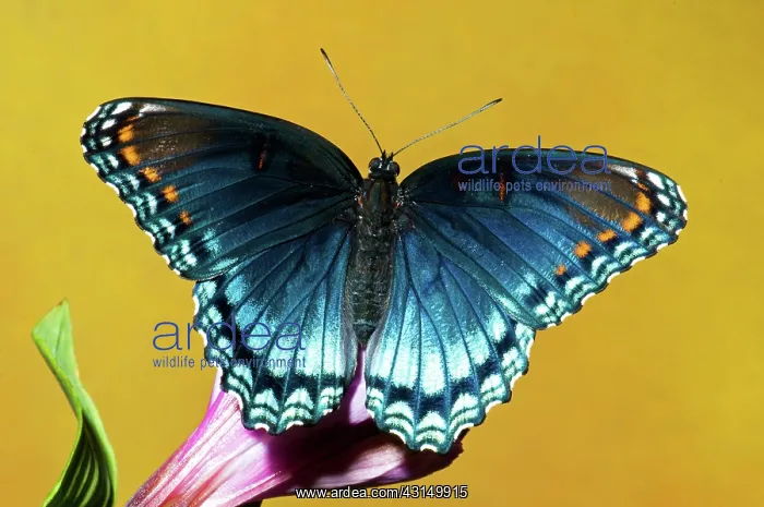 : Red-Spotted Purple Butterfly : Red-Spotted Purple Butterfly