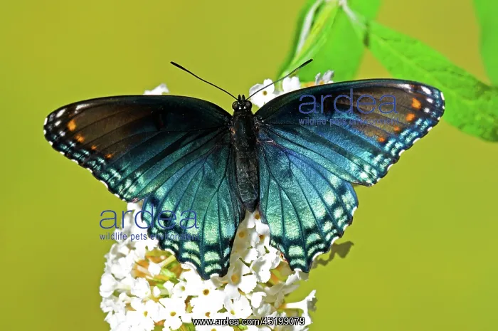 : Red-Spotted Purple Butterfly : Red-Spotted Purple Butterfly
