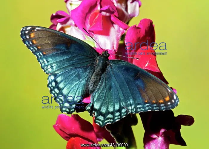 : Red-Spotted Purple Butterfly : Red-Spotted Purple Butterfly