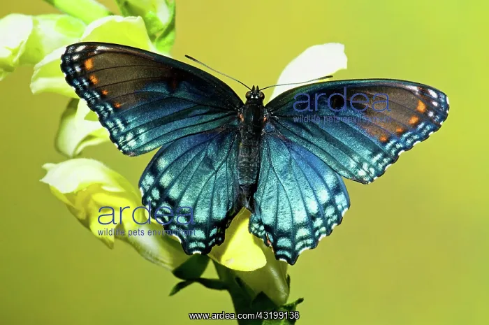 : Red Spotted Purple Butterfly : Red Spotted Purple Butterfly