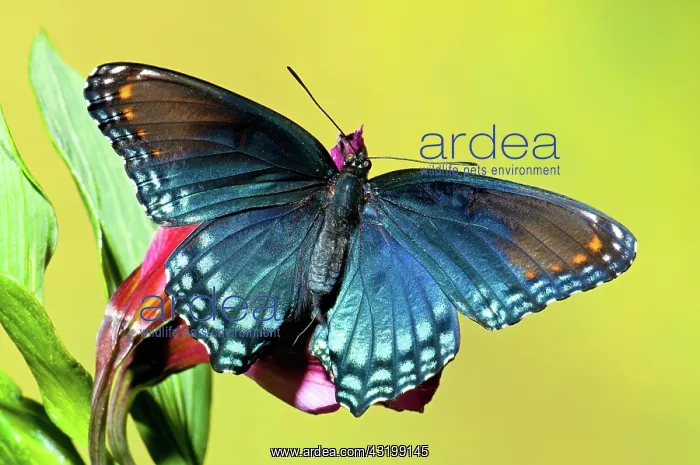 : Red Spotted Purple Butterfly : Red Spotted Purple Butterfly