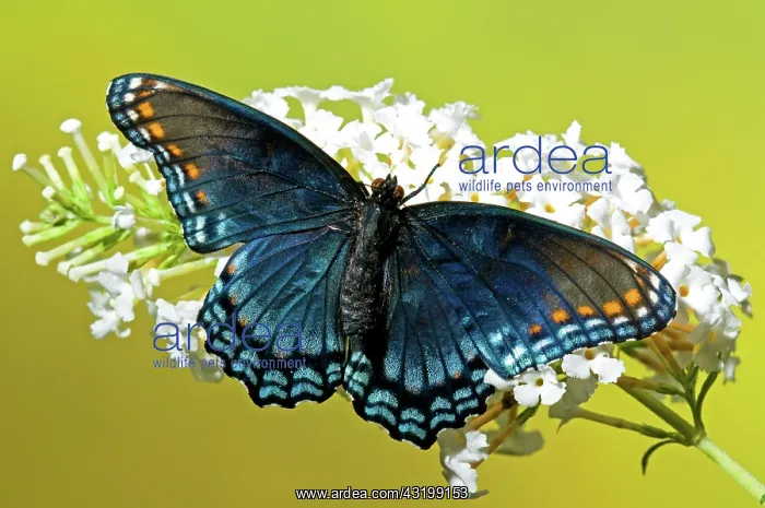: Red Spotted Purple Butterfly : Red Spotted Purple Butterfly
