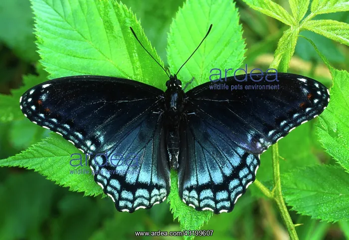 : Red-spotted Purple Butterfly : Red-spotted Purple Butterfly