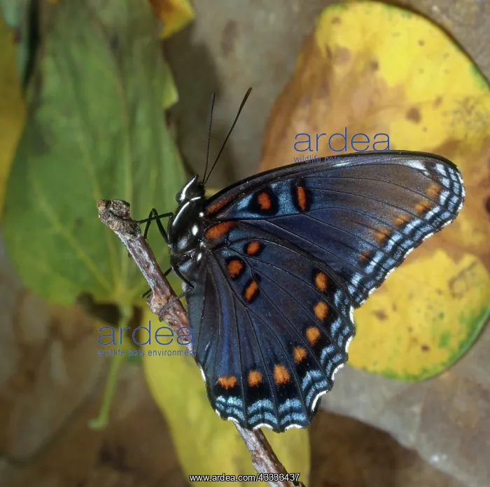 : Red-spotted Purple Butterfly : Red-spotted Purple Butterfly