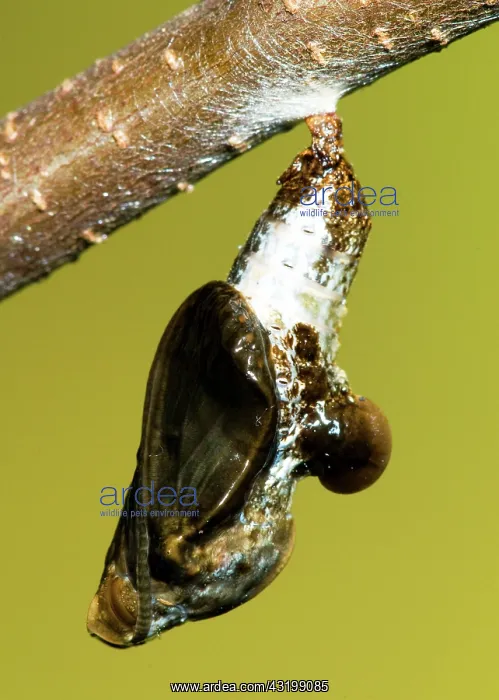 : Red-Spotted Purple Butterfly Chrysalis : Red-Spotted Purple Butterfly Chrysalis