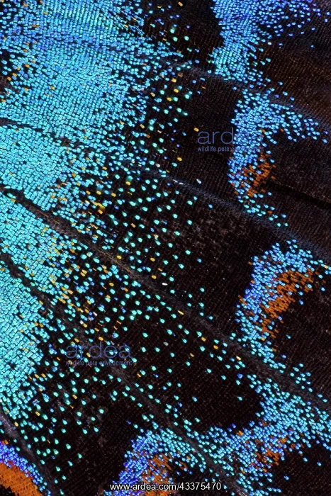 : Red-spotted purple butterfly, Limenitis arthemis : Red-spotted purple butterfly, Limenitis arthemis