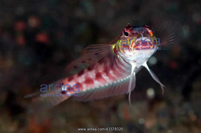 : Red-spotted Sandperch : Red-spotted Sandperch