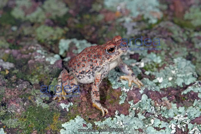 : Red-spotted Toad : Red-spotted Toad