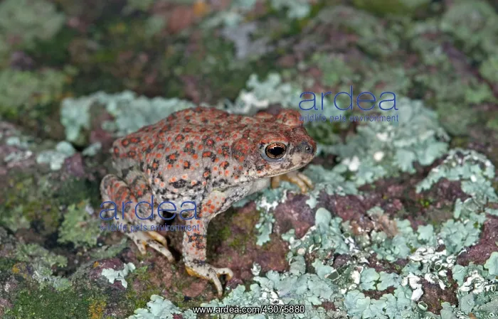 : Red-spotted Toad : Red-spotted Toad