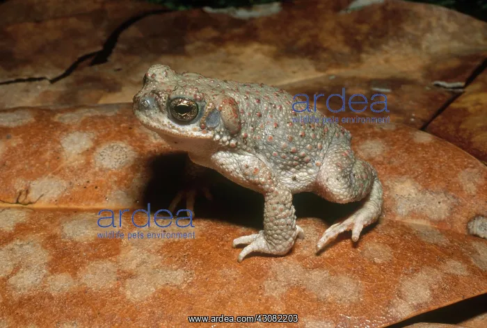 : Red-spotted Toad : Red-spotted Toad
