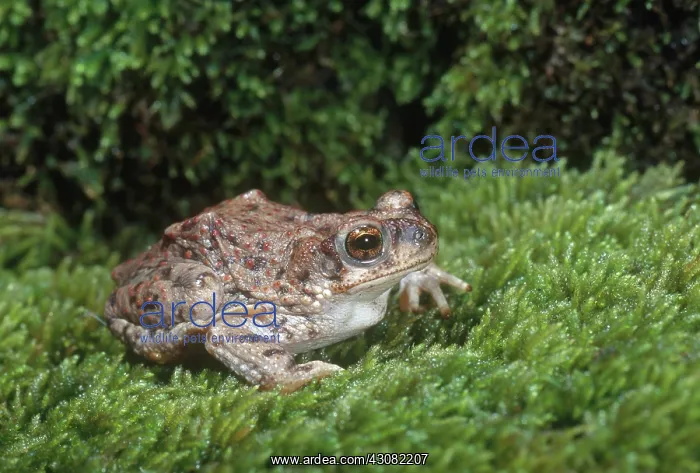 : Red-spotted Toad : Red-spotted Toad