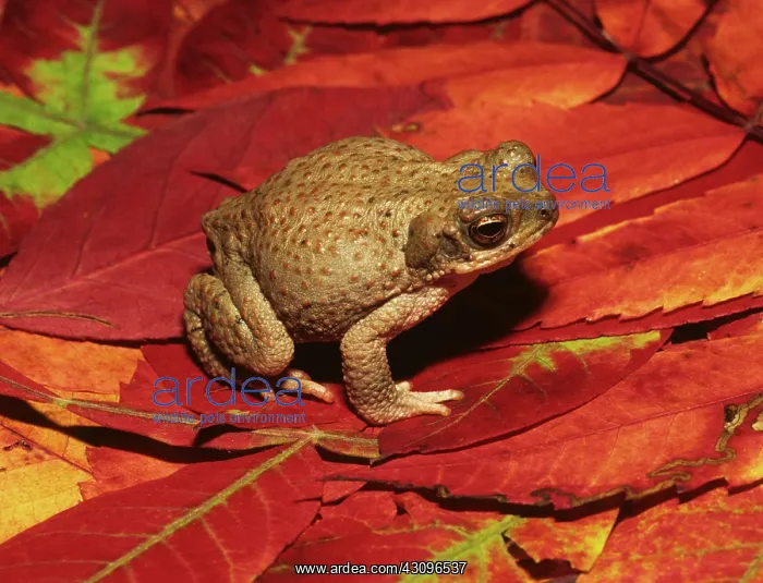 : Red-spotted Toad : Red-spotted Toad