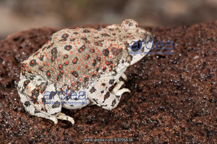 : Red-spotted Toad : Red-spotted Toad