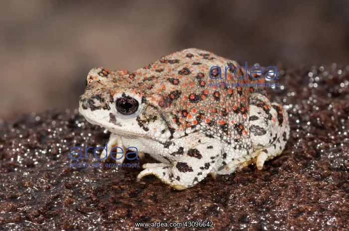 : Red-spotted Toad : Red-spotted Toad