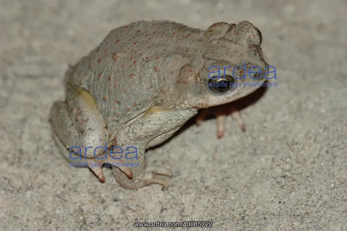 : Red-spotted Toad (Bufo punctatus) : Red-spotted Toad (Bufo punctatus)