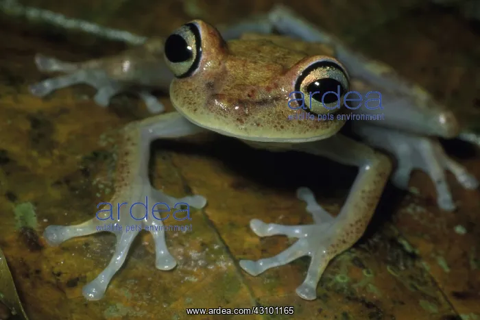 : Red-spotted Treefrog : Red-spotted Treefrog