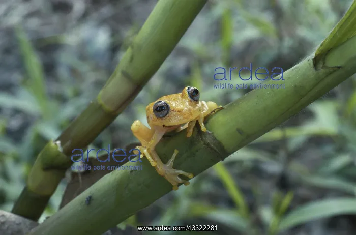 : Red-spotted Treefrog : Red-spotted Treefrog