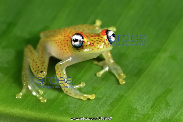 : Red-spotted treefrog (Boophis tasymena), Andasibe