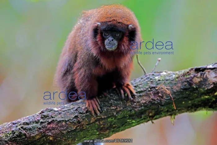 : Red spring monkey (Callicebus moloch), adult : Red spring monkey (Callicebus moloch), adult