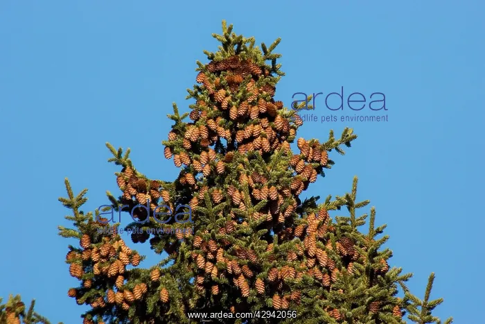  : Red spruce