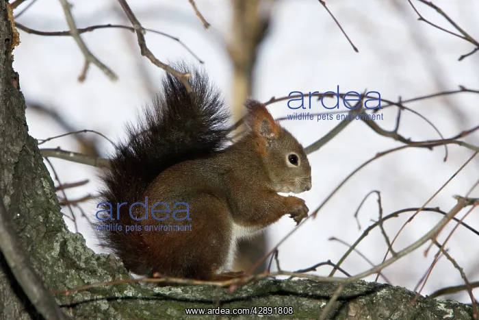  : Red Squirrel