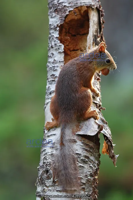 : Red Squirrel : Red Squirrel