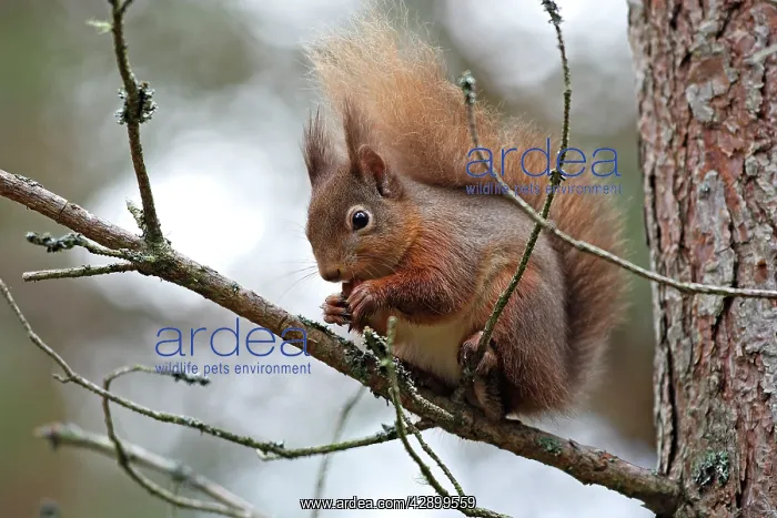 : Red Squirrel : Red Squirrel
