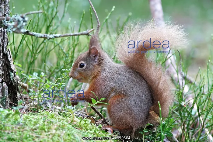 : Red Squirrel : Red Squirrel